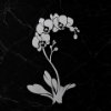 Obrázok z Kvetina - Orchidea